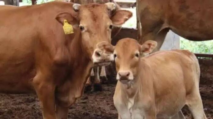 images - 2024-08-06T165645.625