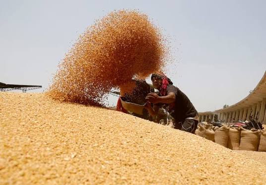 القمح في الصدارة .. صادرات الغذاء الأوروبي إلى مصر تقفز 28%