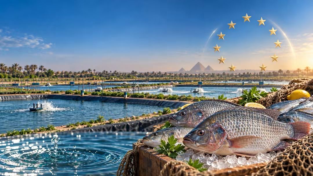 قرار تاريخي من الاتحاد الاوروبي يتيح تصدير الأسماك المستزرعة المصرية إلى 27 دولة أوروبية.. ومكاسب متوقعة في أسواق عالمية أخرى تتبع المعايير الأوروبية
